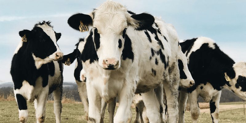 Photo of three dairy cows